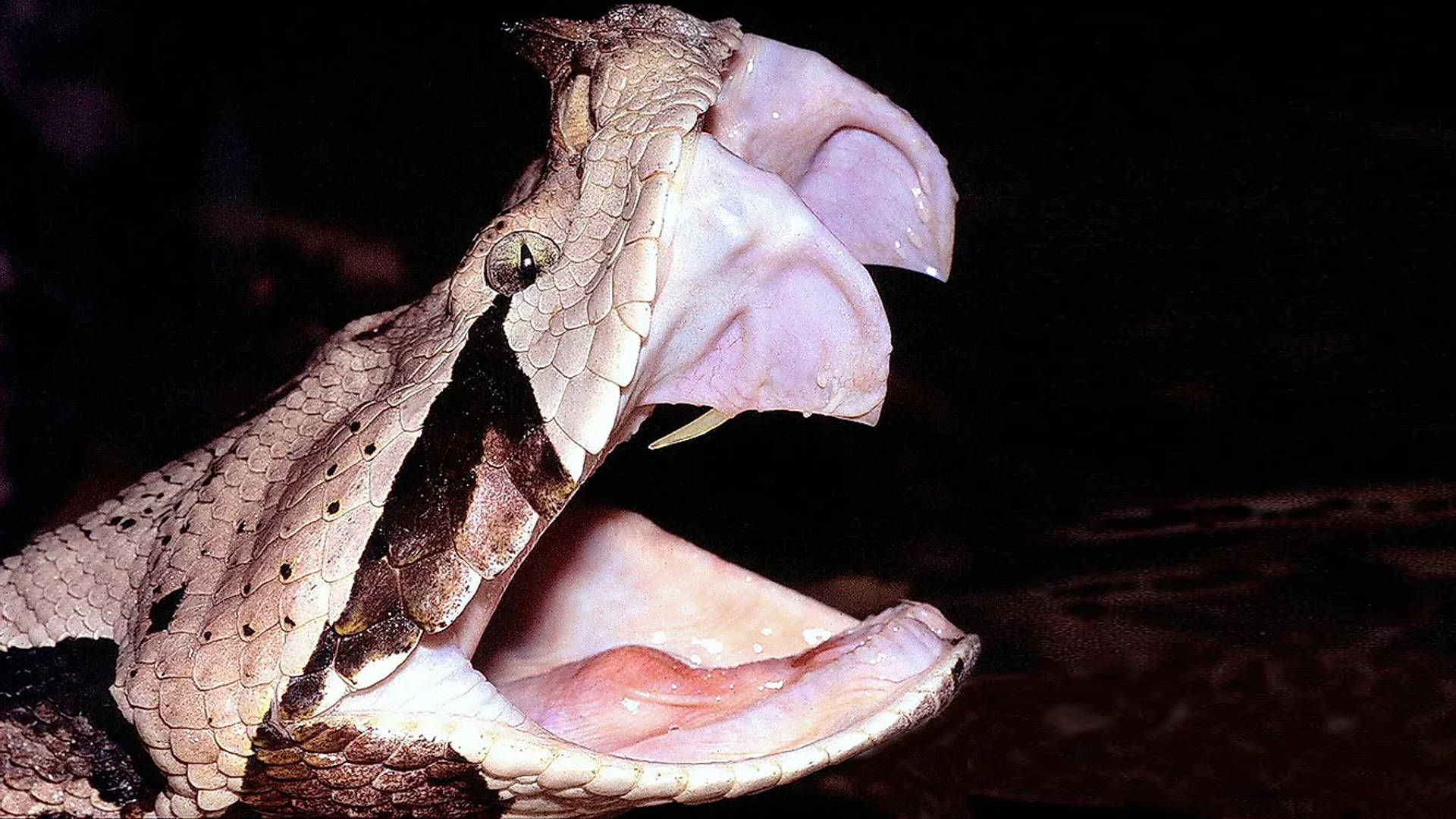 West African Snake Gaboon Viper Attack Wallpaper