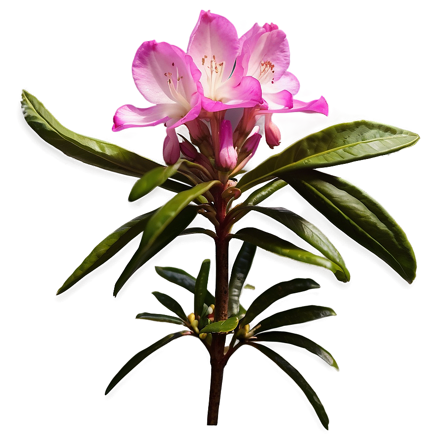 West Virginia State Flower Rhododendron Png Btv PNG