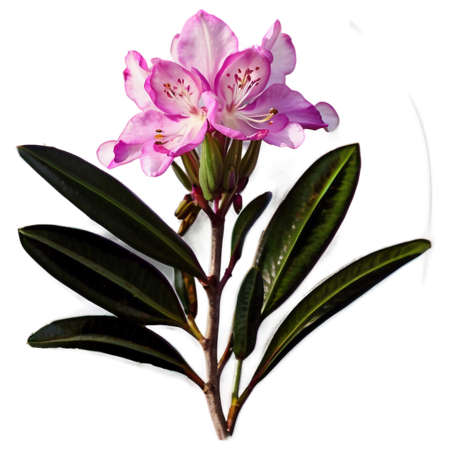 West Virginia State Flower Rhododendron Png Gxn PNG