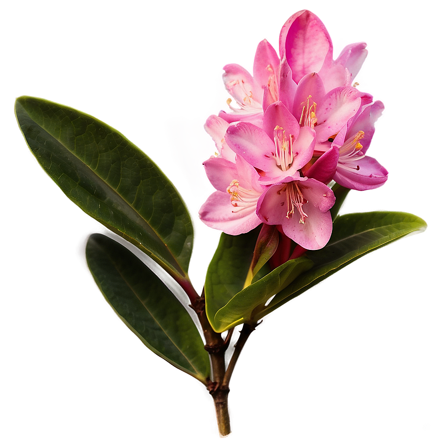 West Virginia State Flower Rhododendron Png Jwa PNG