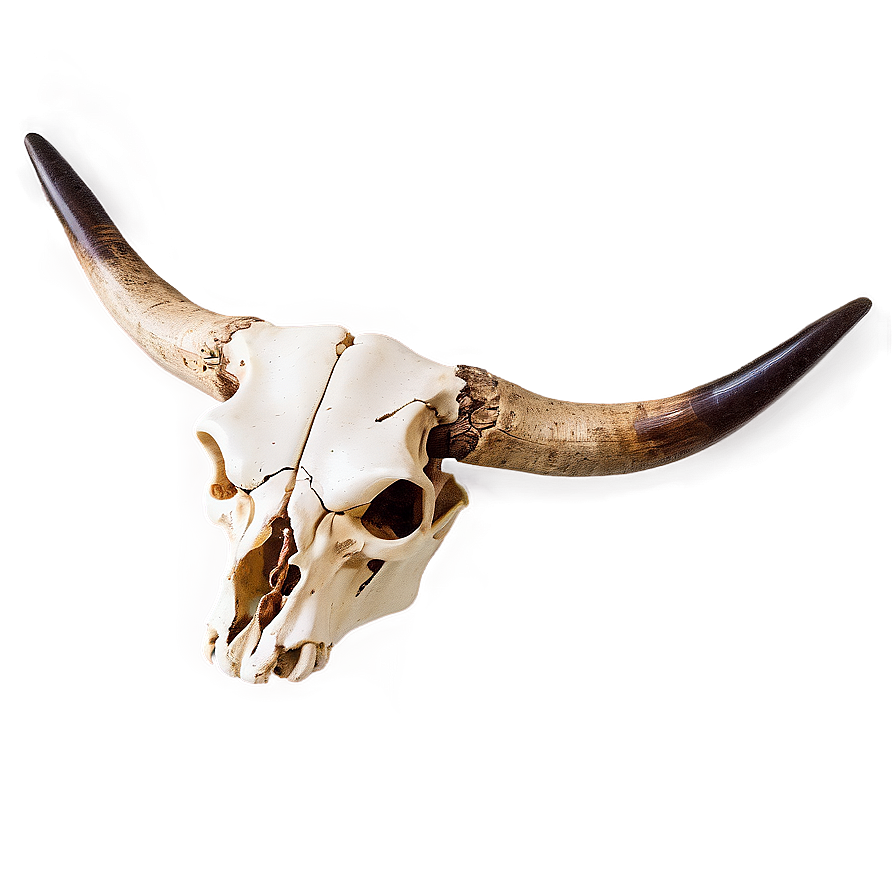 Western Cow Skull Graphic Png Ihk PNG