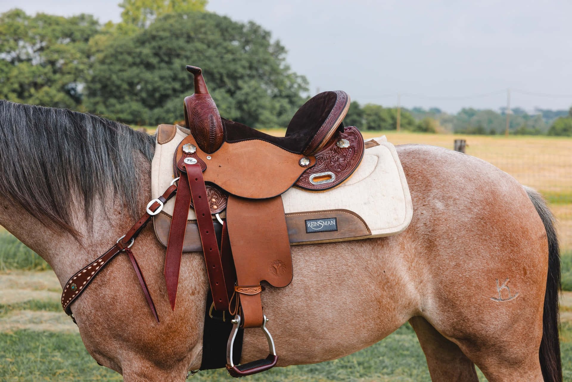 Western Zadel Op Paard Achtergrond