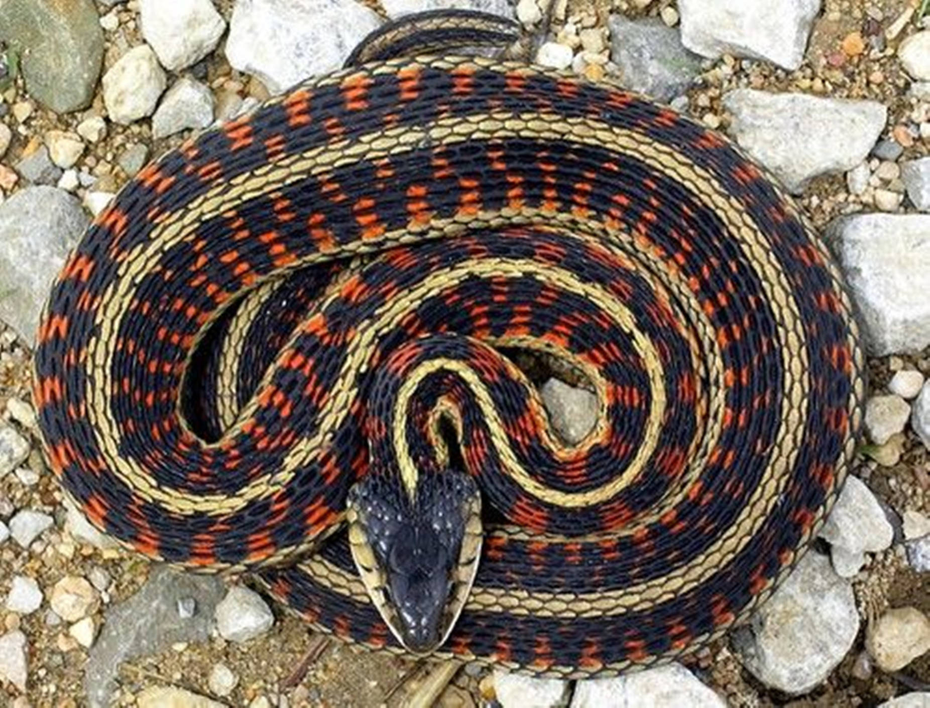 Western Terrestrial Garter Snake som indbygget baggrundsbillede Wallpaper