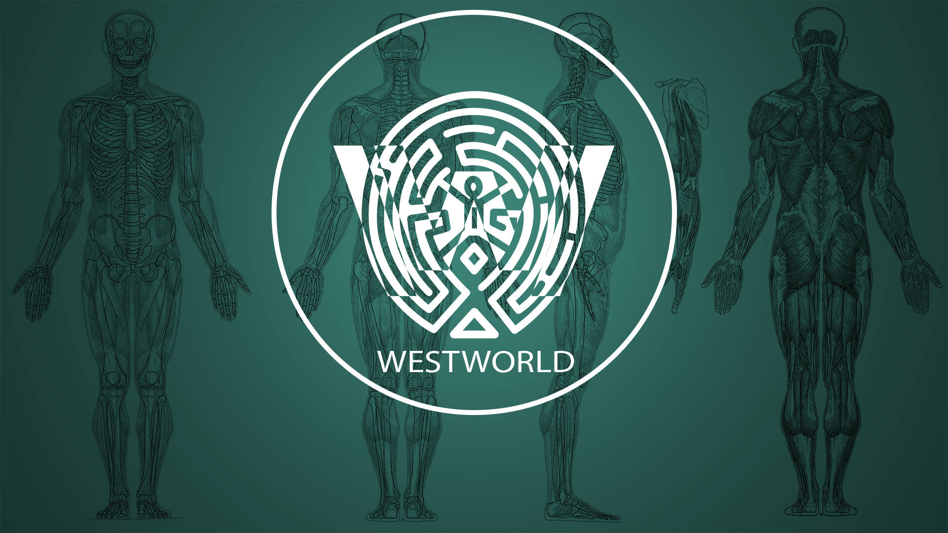 Logode Westworld Con Anatomía Humana. Fondo de pantalla
