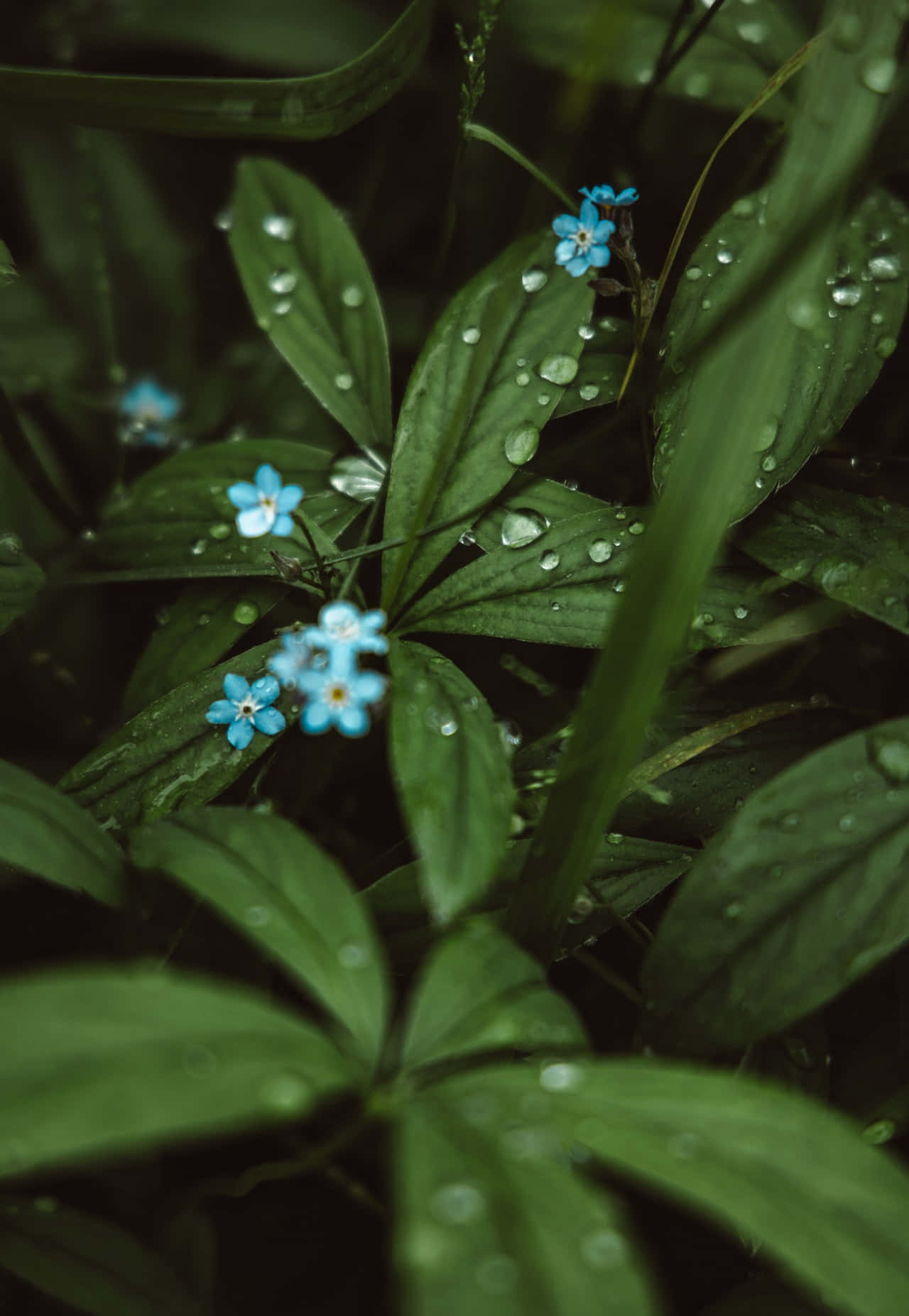 Wet Blue Flowers Phone Wallpaper