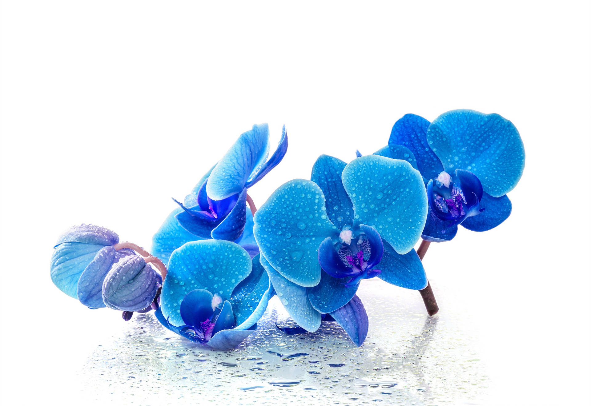 Wet Blue Orchids Beautiful Flower Picture