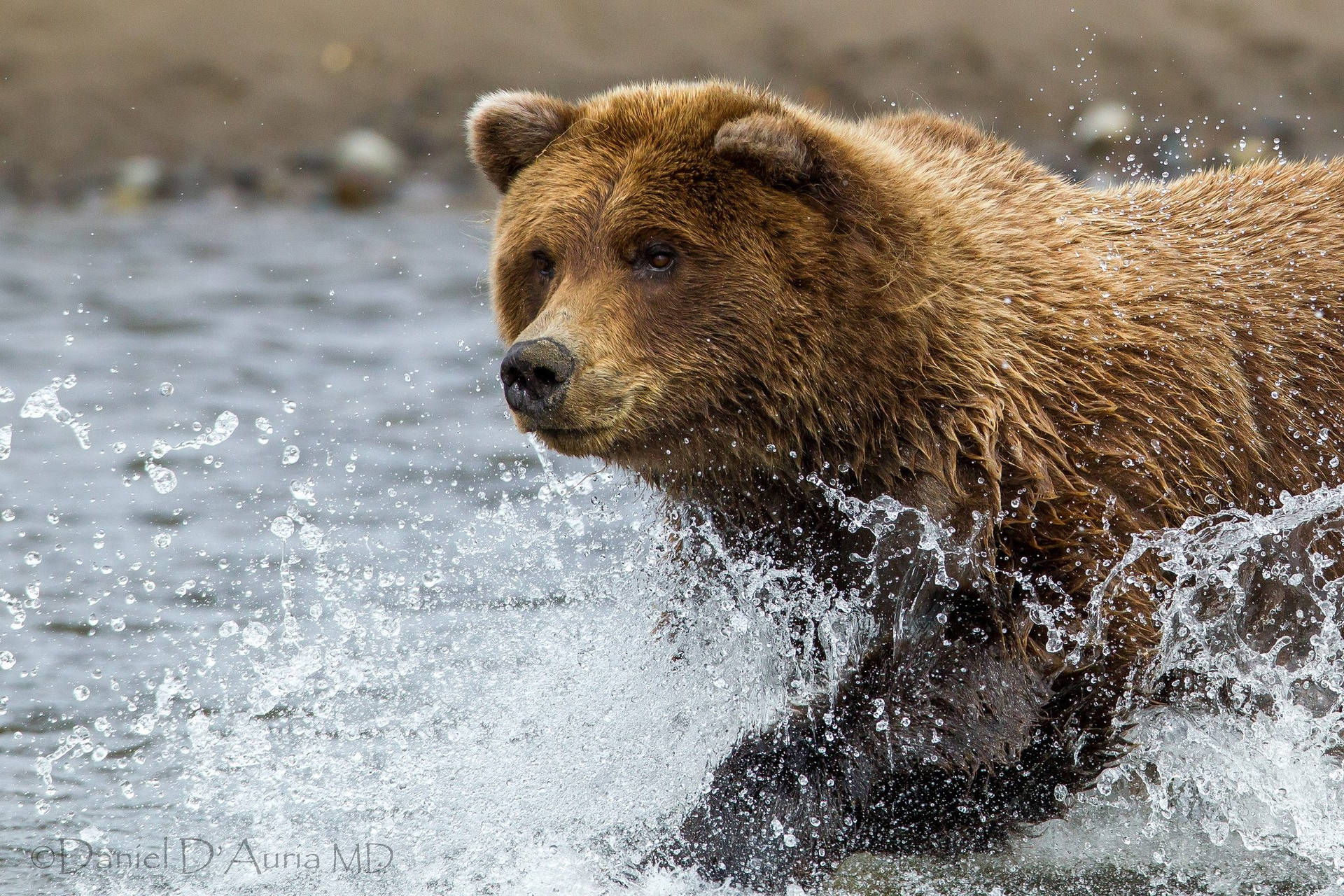 Wet Brown Adult Bear Background