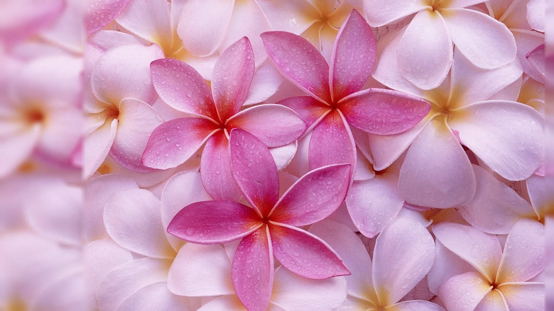 Våde søde lyserøde blomsterstykker Wallpaper