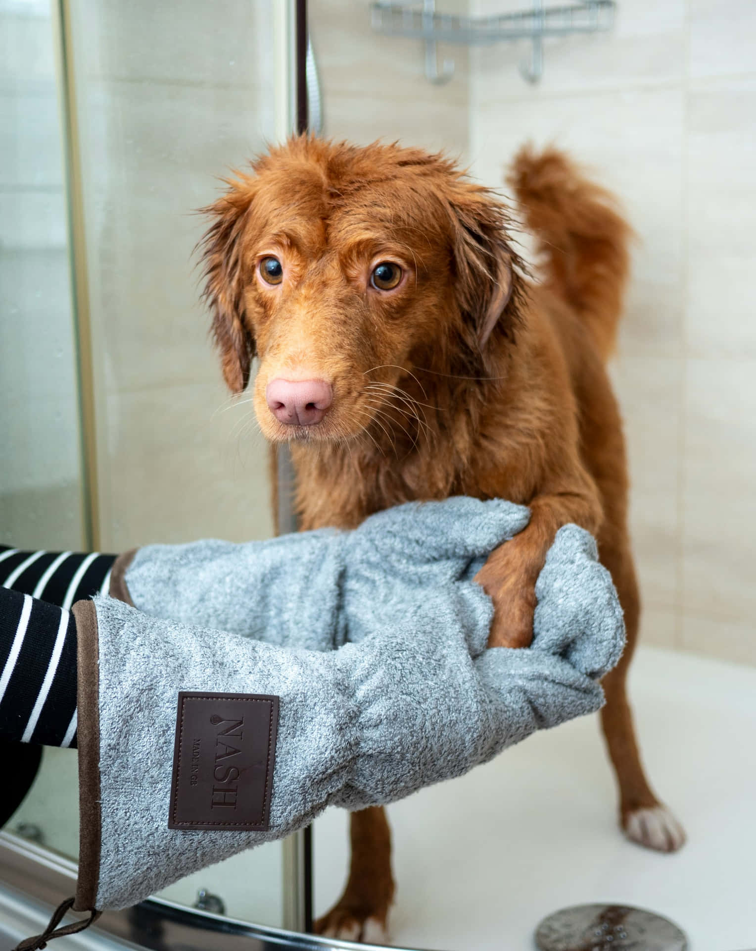 Våt Hund Etter Badetid Bakgrunnsbildet