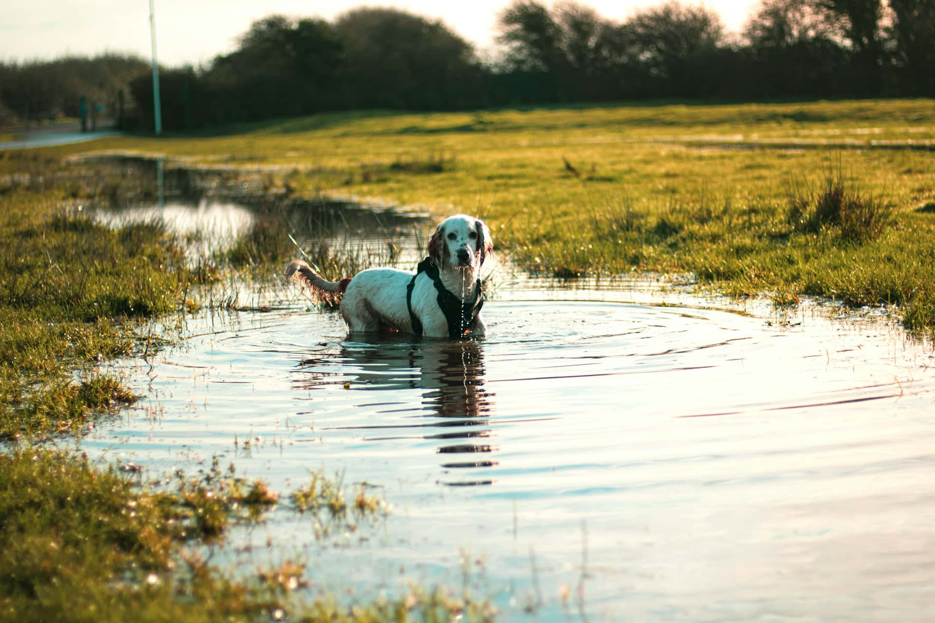 Natte Hond Geniet Van Waterplas Achtergrond