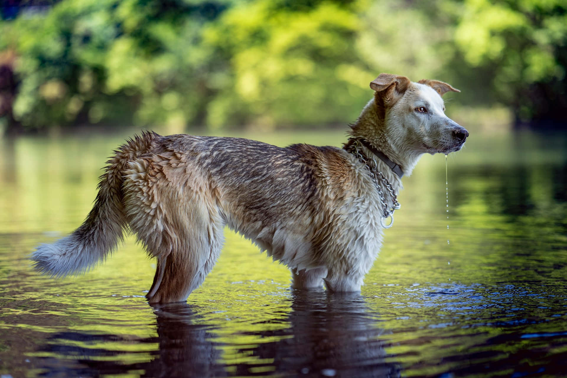 Våt Hund Stående I Vann Bakgrunnsbildet