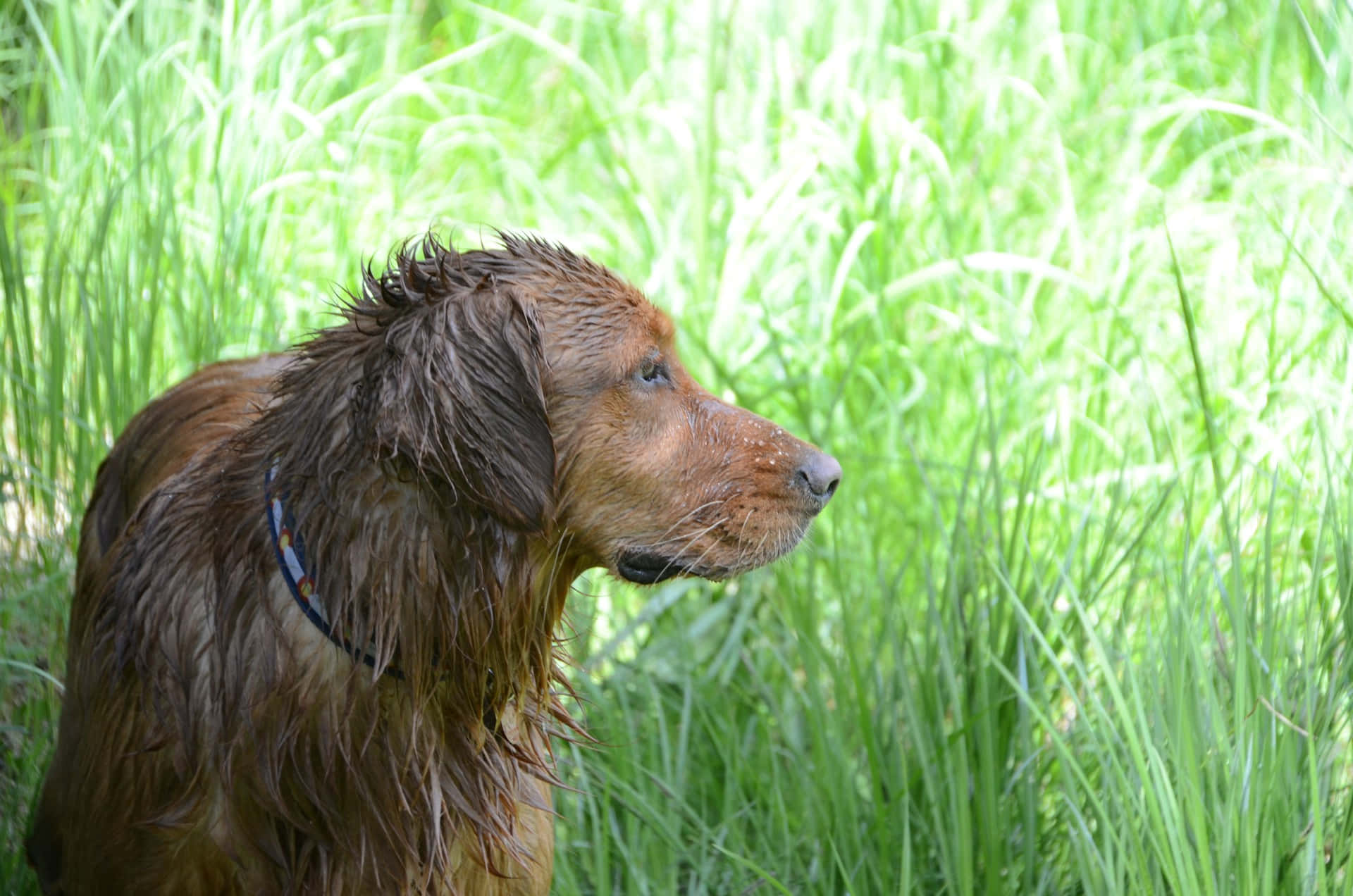 Våt Hund I Grønt Gress.jpg Bakgrunnsbildet