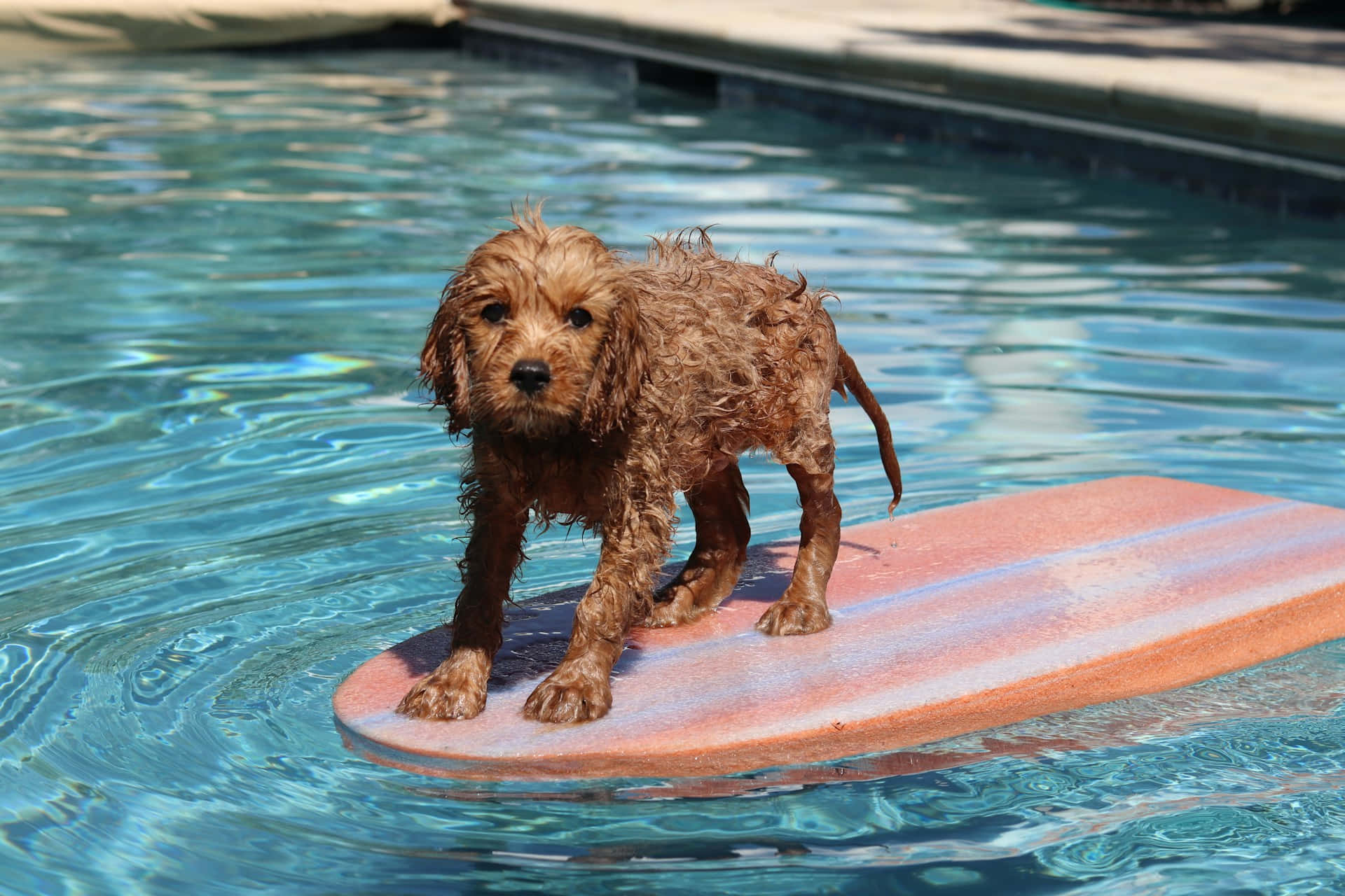 Natte Hond Op Foam Board In Zwembad Achtergrond