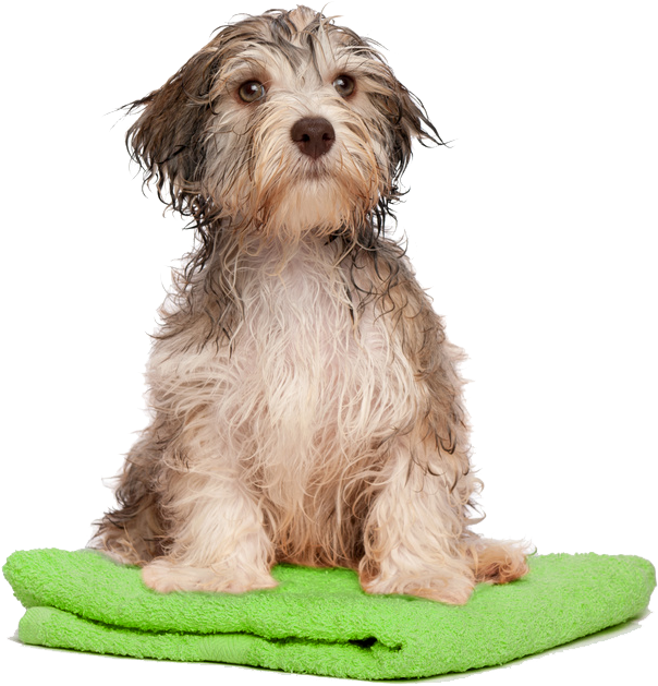 Wet Dogon Green Towel PNG