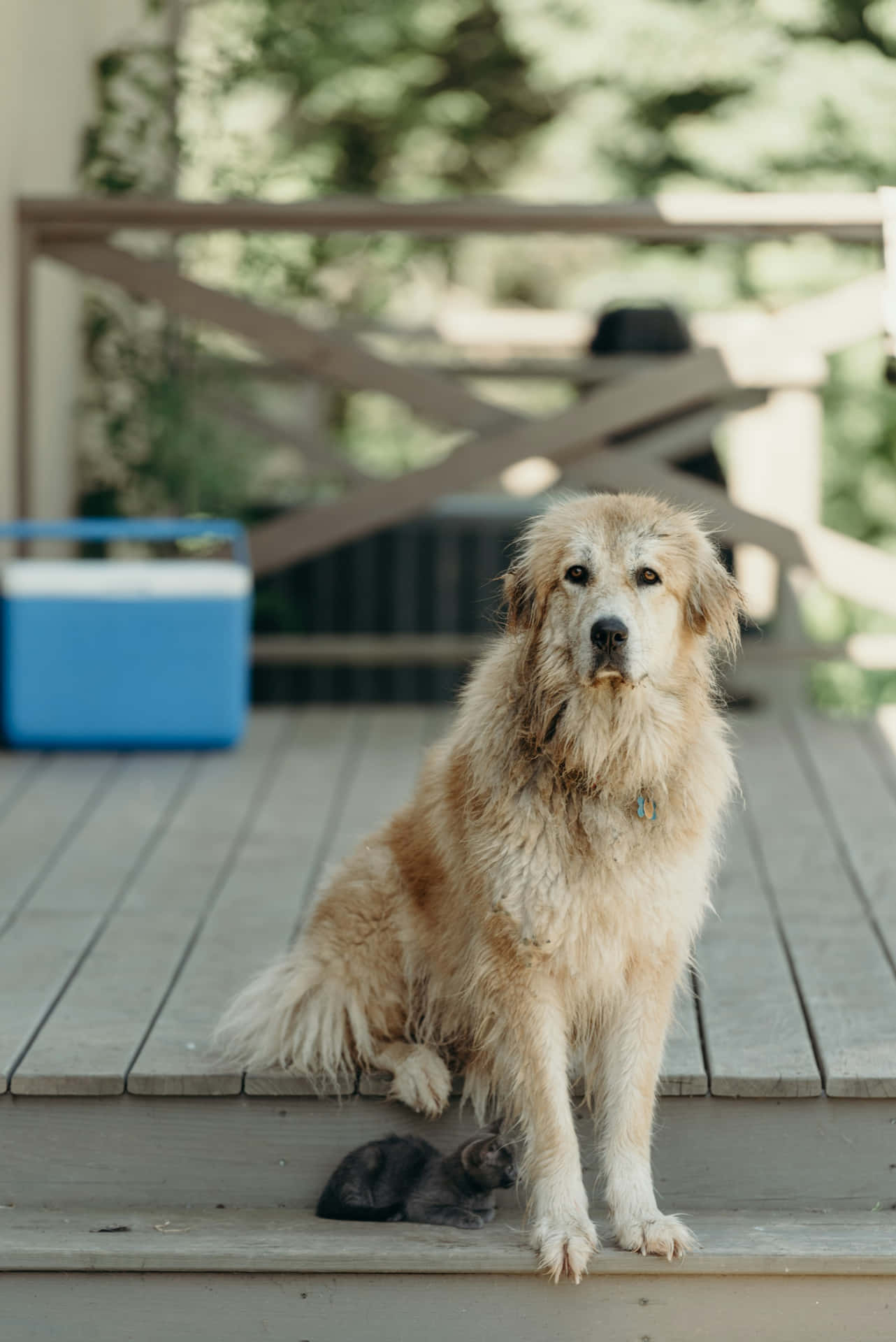 Natte Hond Op Houten Dek Achtergrond