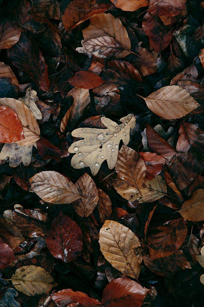 Wet Fallen Dirty Leaves Aesthetic Wallpaper