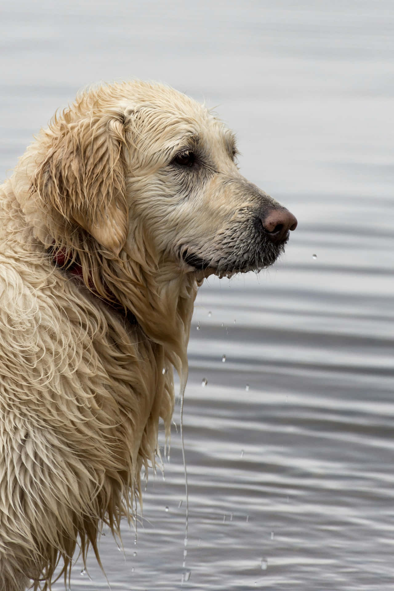 Våt Golden Retriever Hund Bakgrunnsbildet