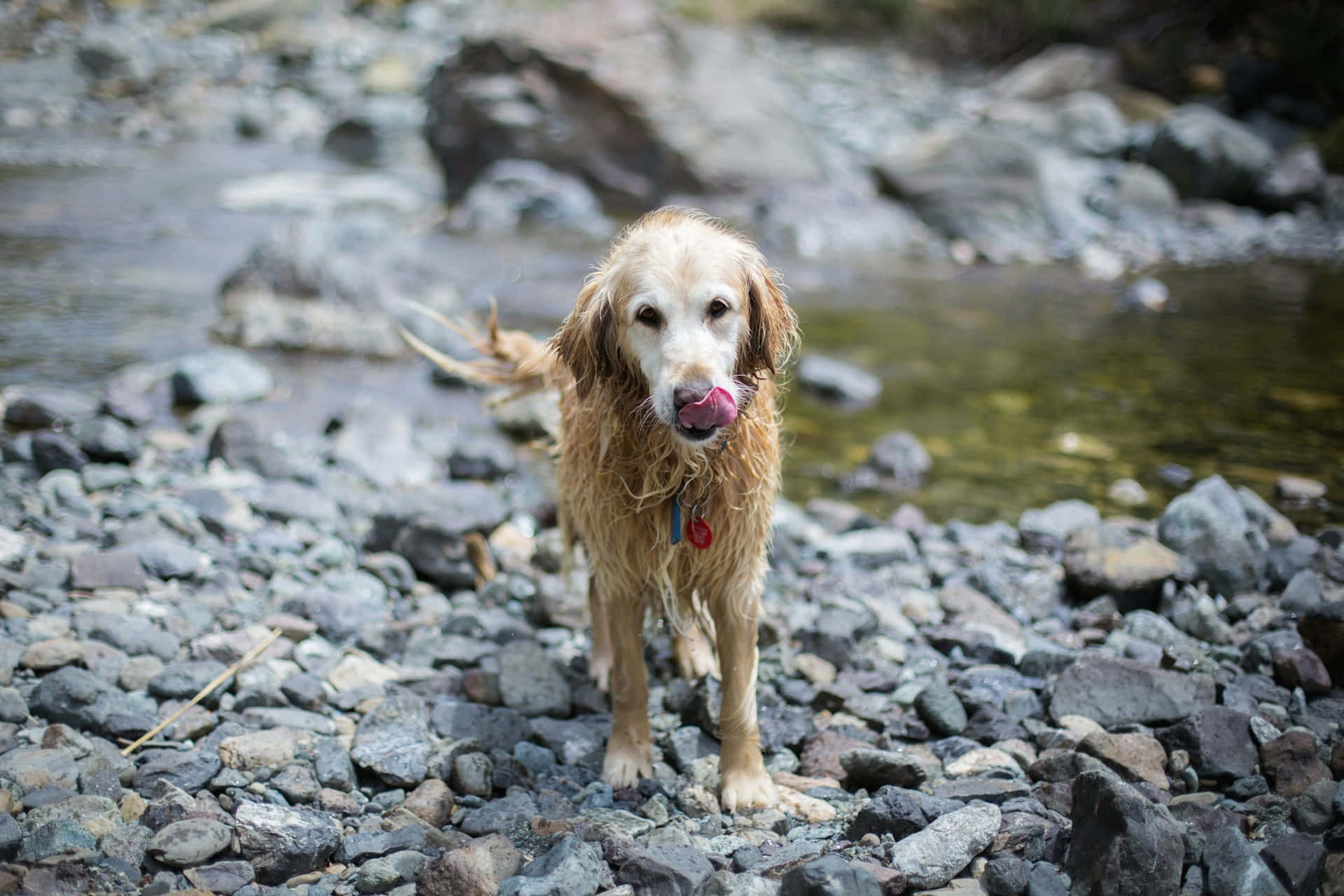 Natte Golden Retriever Aan De Rivier Achtergrond