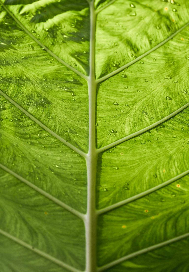 Wet Green Leaf Ipad 2021 Wallpaper