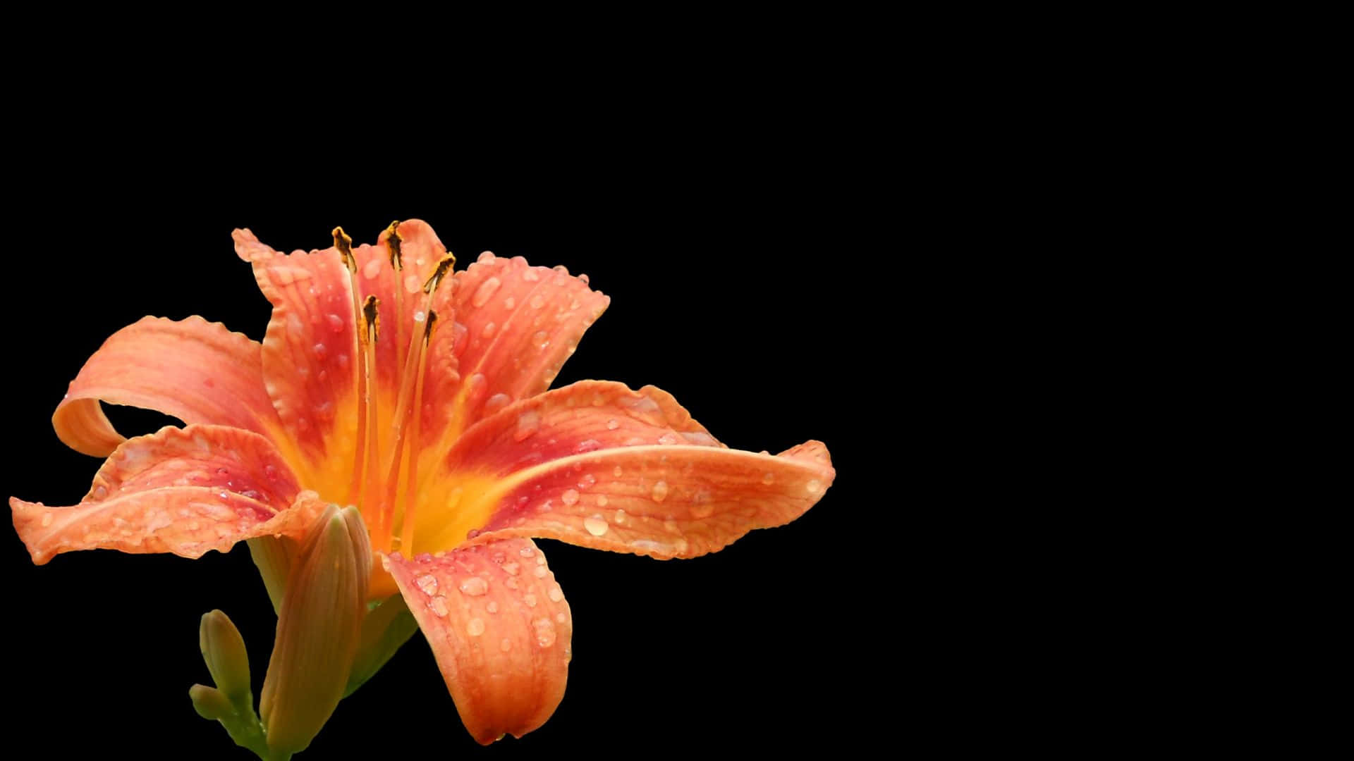 Wet Orange Lily Flower Wallpaper