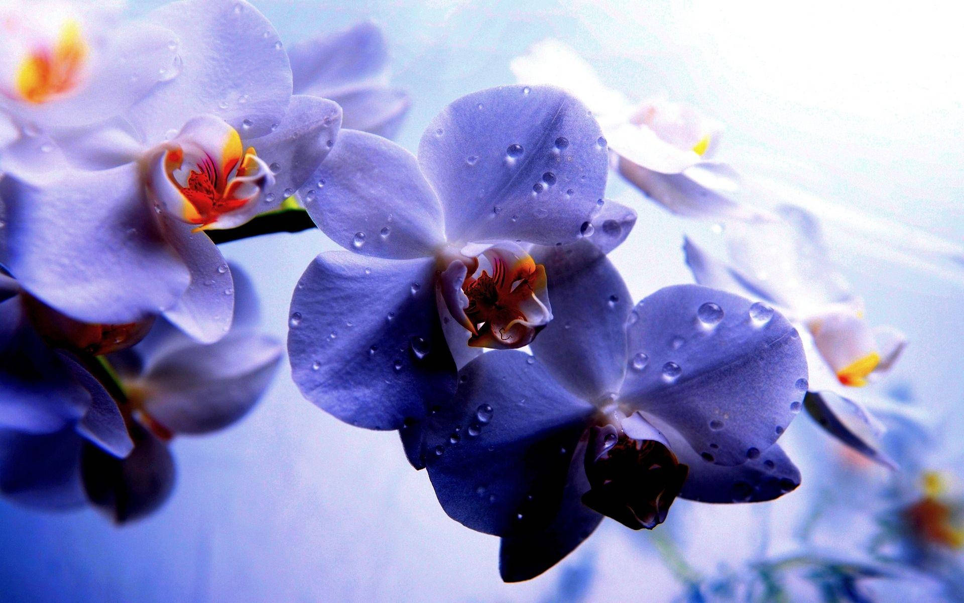 Wet Orchid Flowers