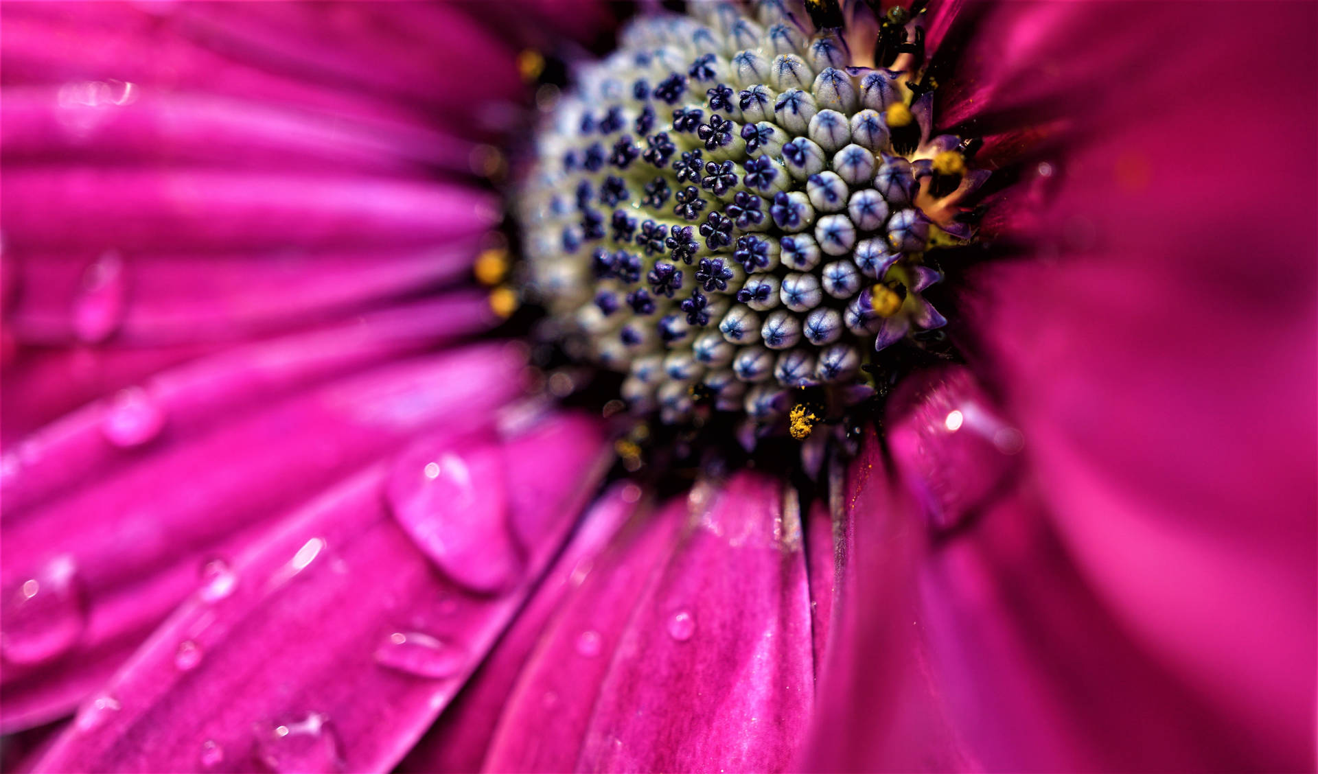 Wet Pink Color Flower Close Up