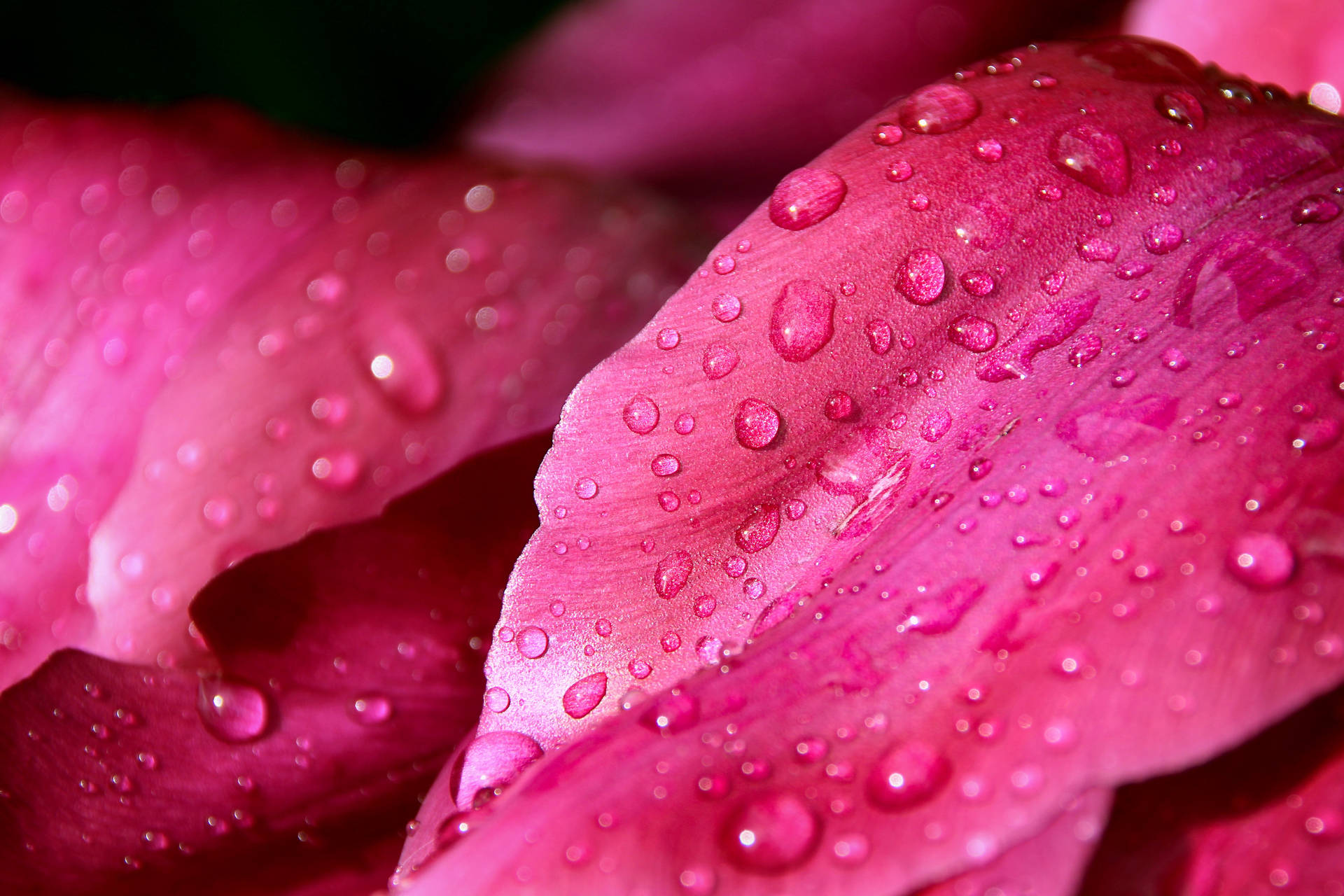 Pétalosde Flores De Color Rosa Mojados Fondo de pantalla