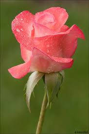 Wet Pink Rose Flower Wallpaper