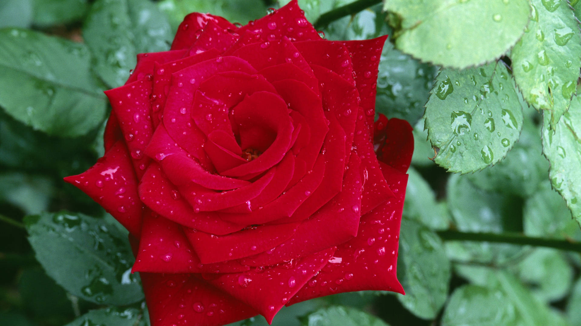 Wet Pointy Red Rose Wallpaper