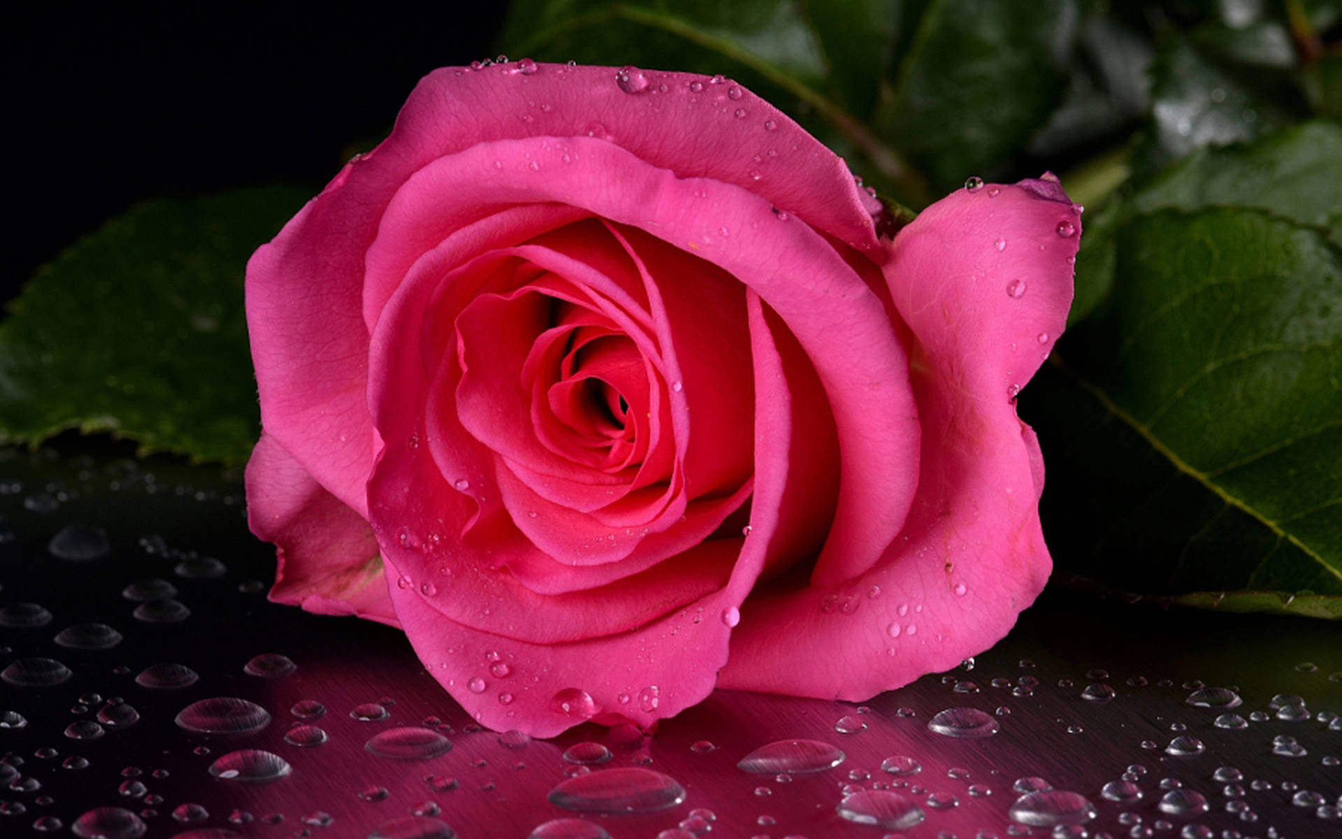 Våd Smuk Pink Rose Blomst Tapet Wallpaper