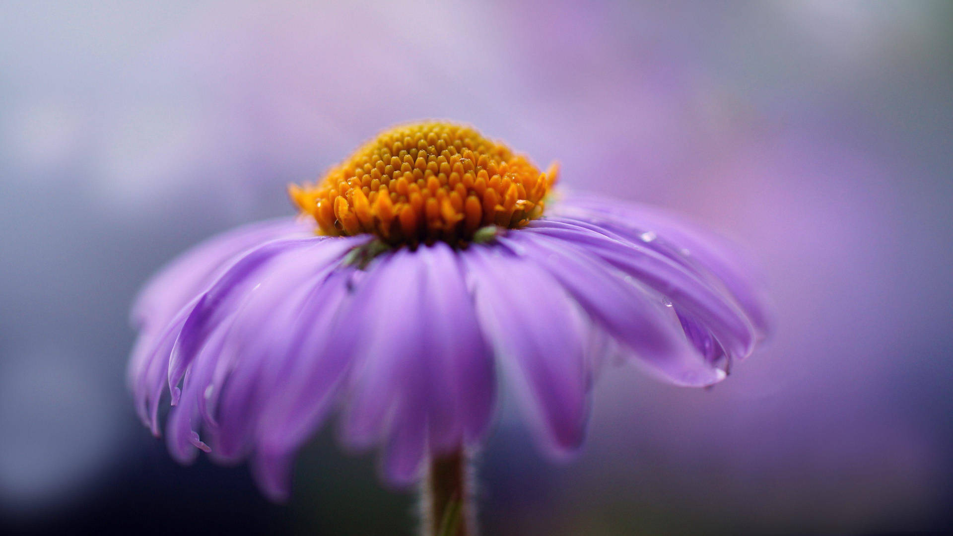 Florhúmeda De Color Púrpura Aster. Fondo de pantalla