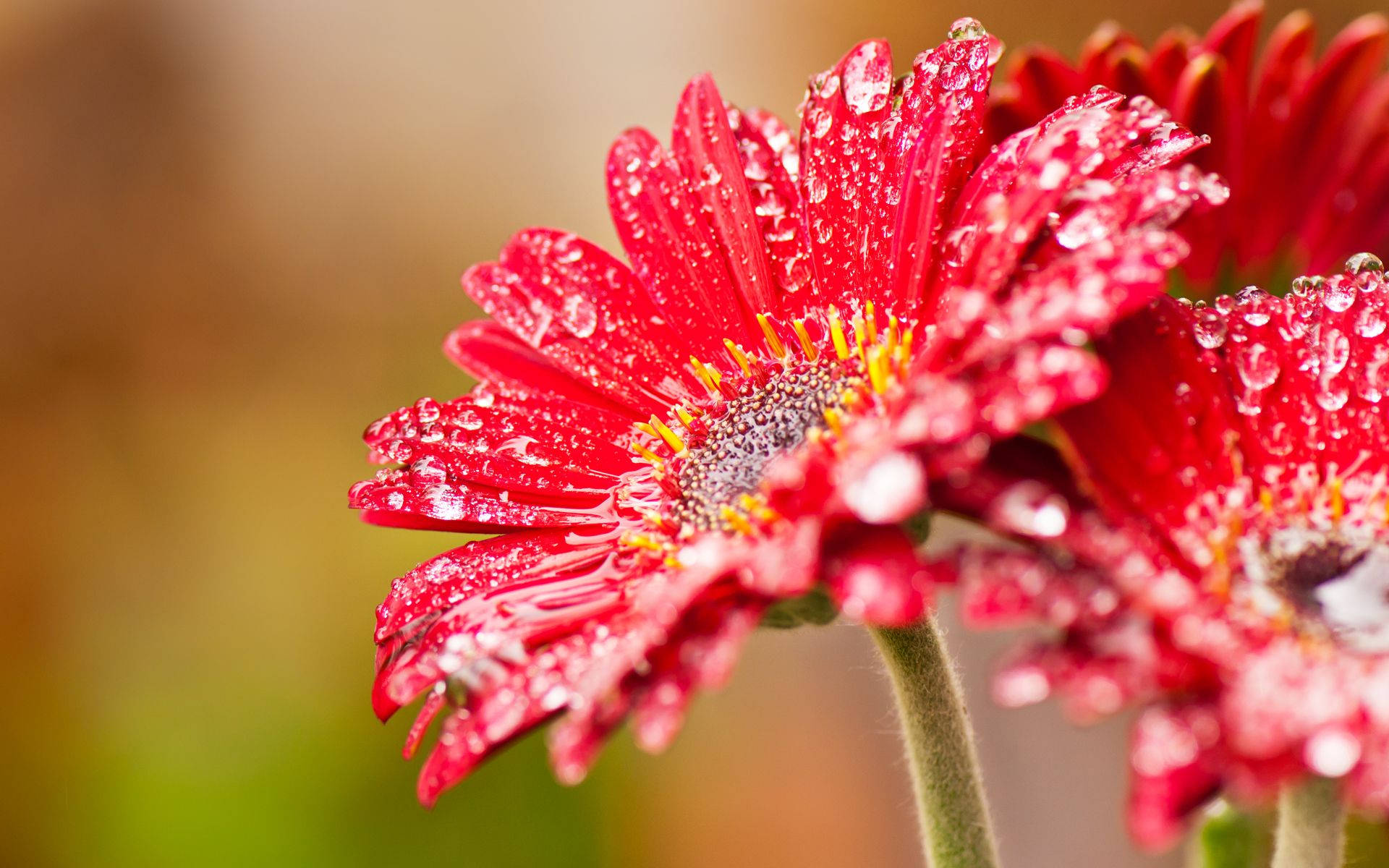 A gorgeous wet red daisy flower Wallpaper