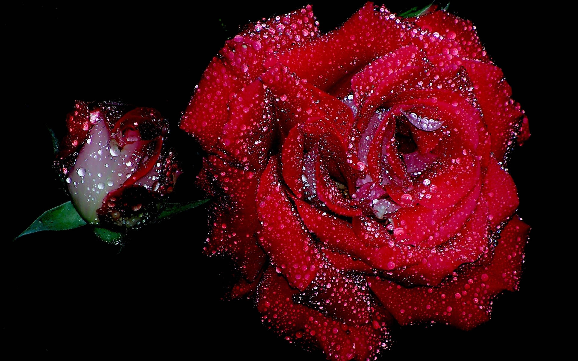 Wet Red Rose Next To A Bud Wallpaper