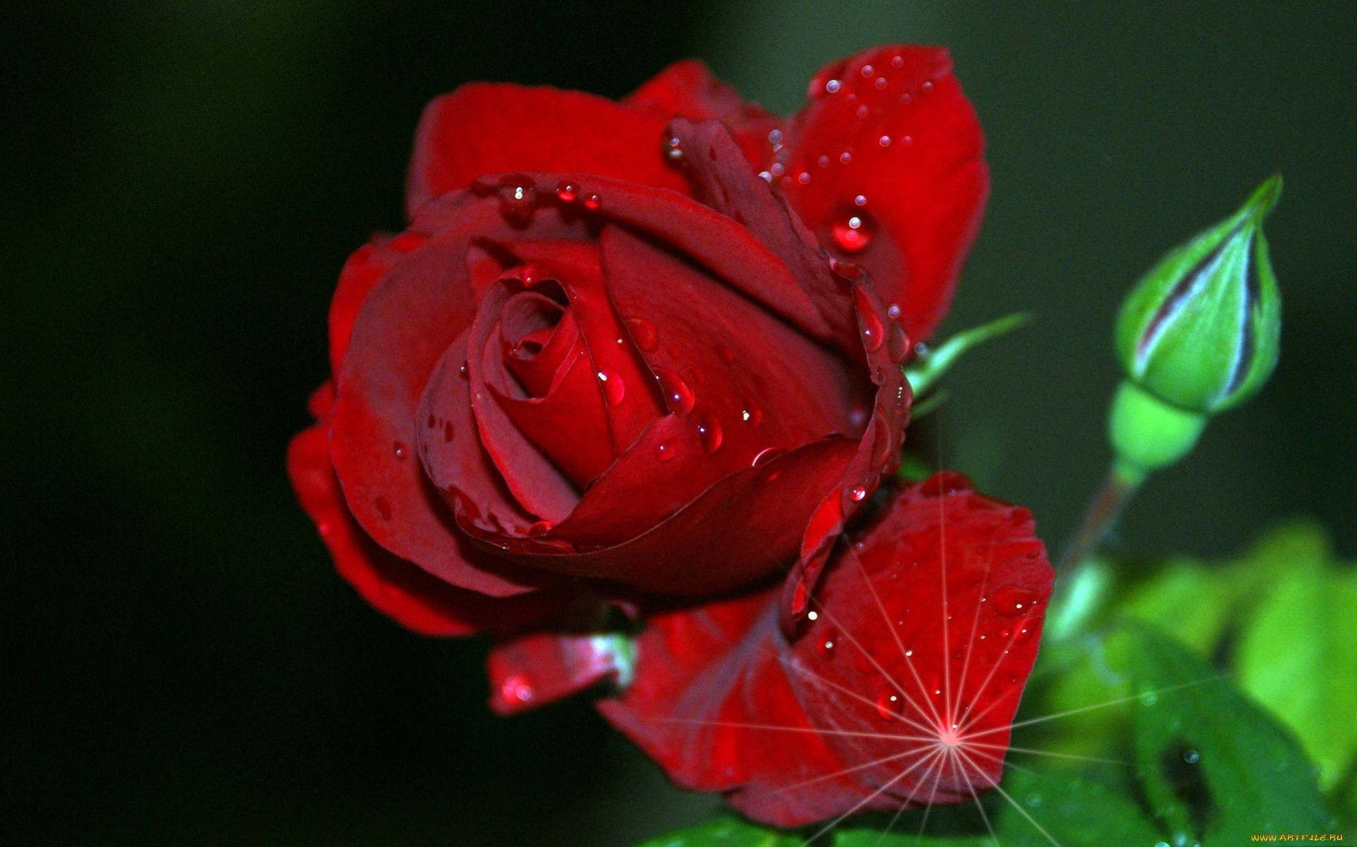 Wet Red Rose With Sparkling Graphic Wallpaper