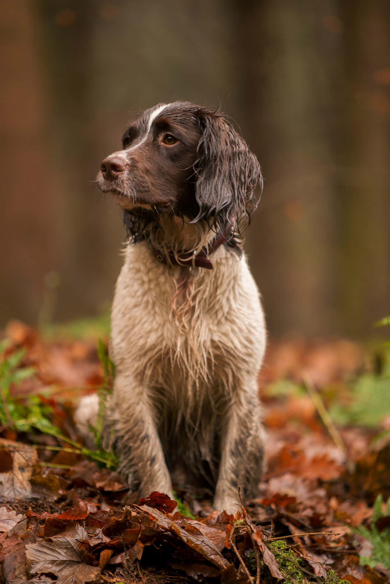 Natte Spaniel In Herfstbos Achtergrond