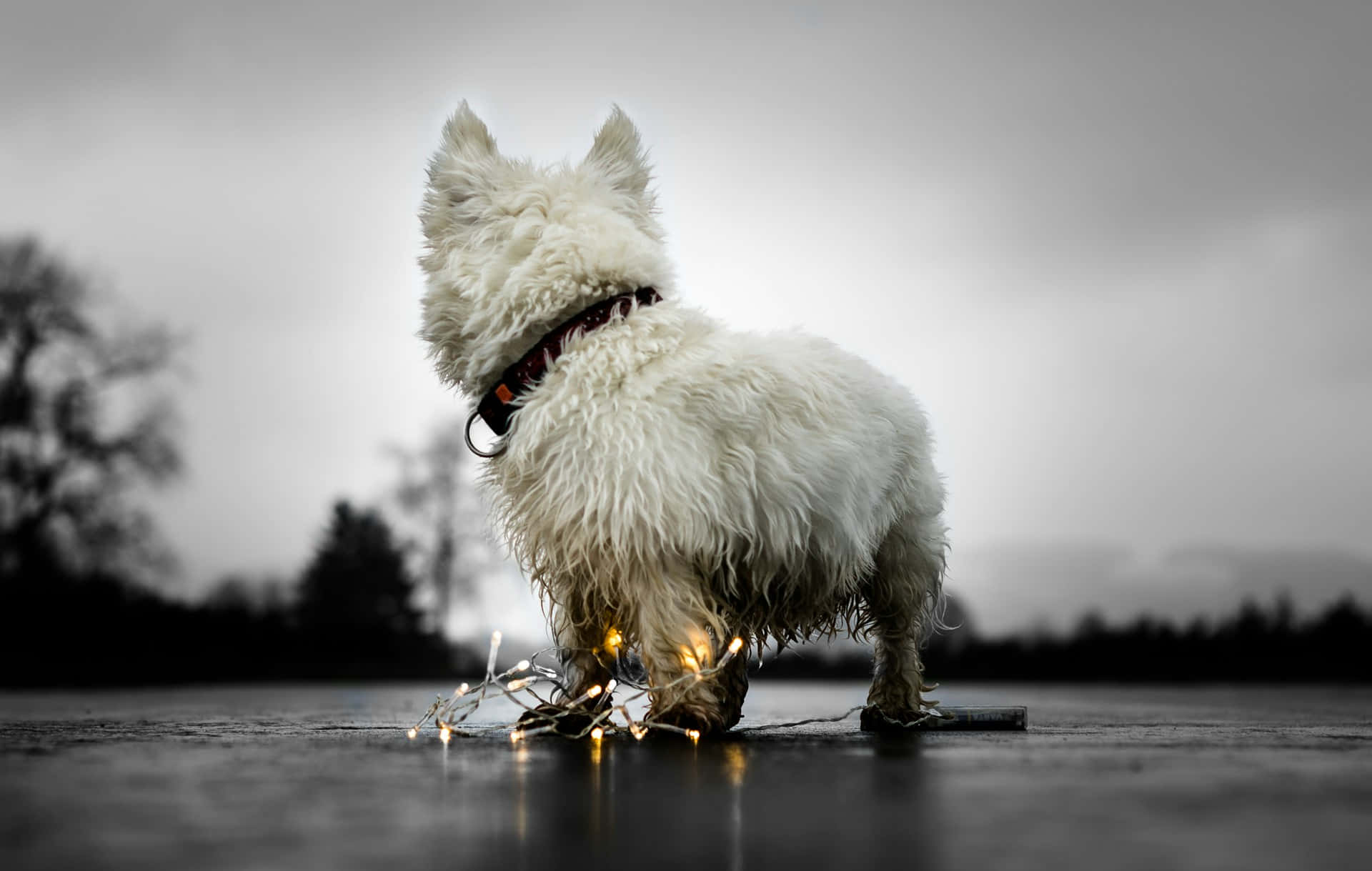 Natte Witte Hond Met Lichten Achtergrond