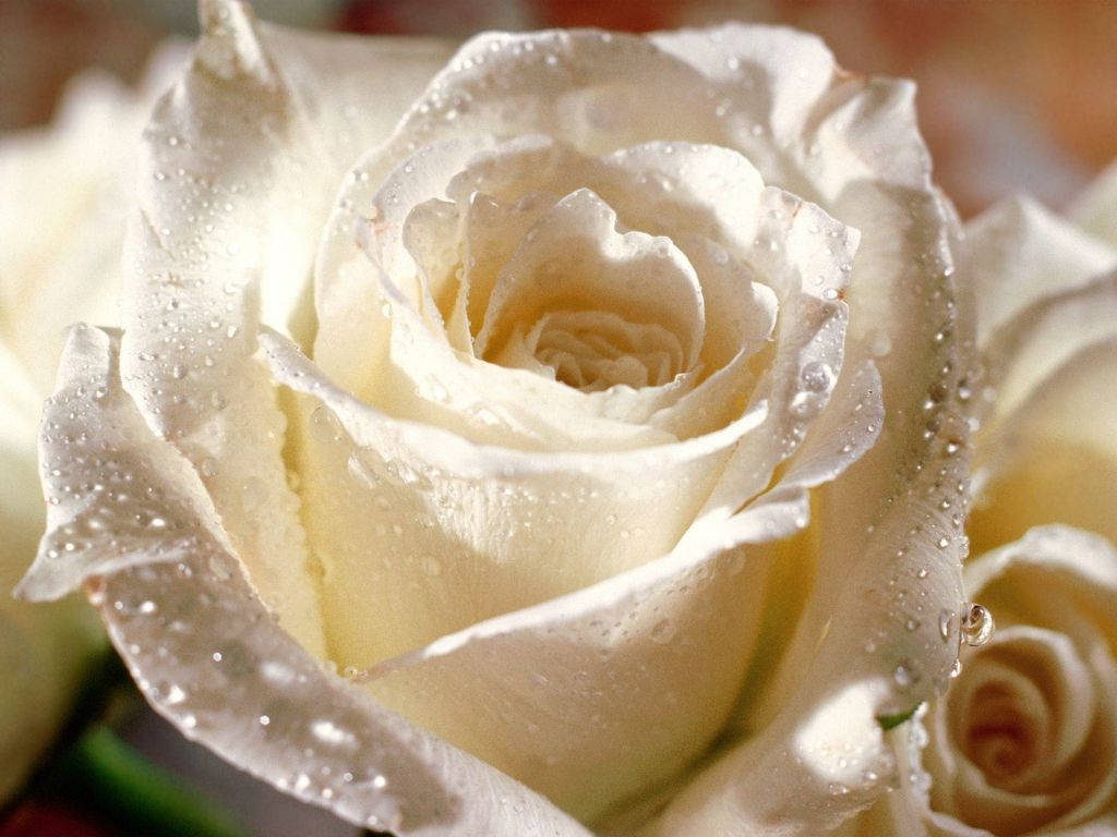 Wet White Rose Beautiful Flower Picture