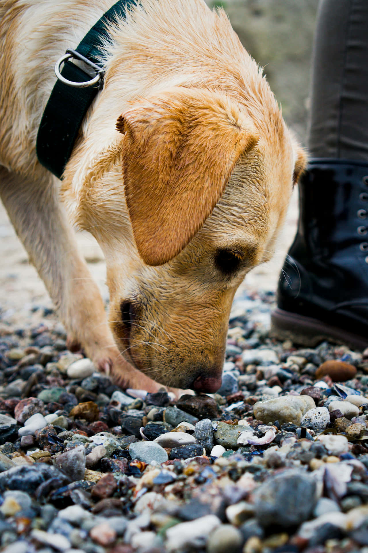 Natte Gele Labrador Die De Grond Snuffelt Achtergrond