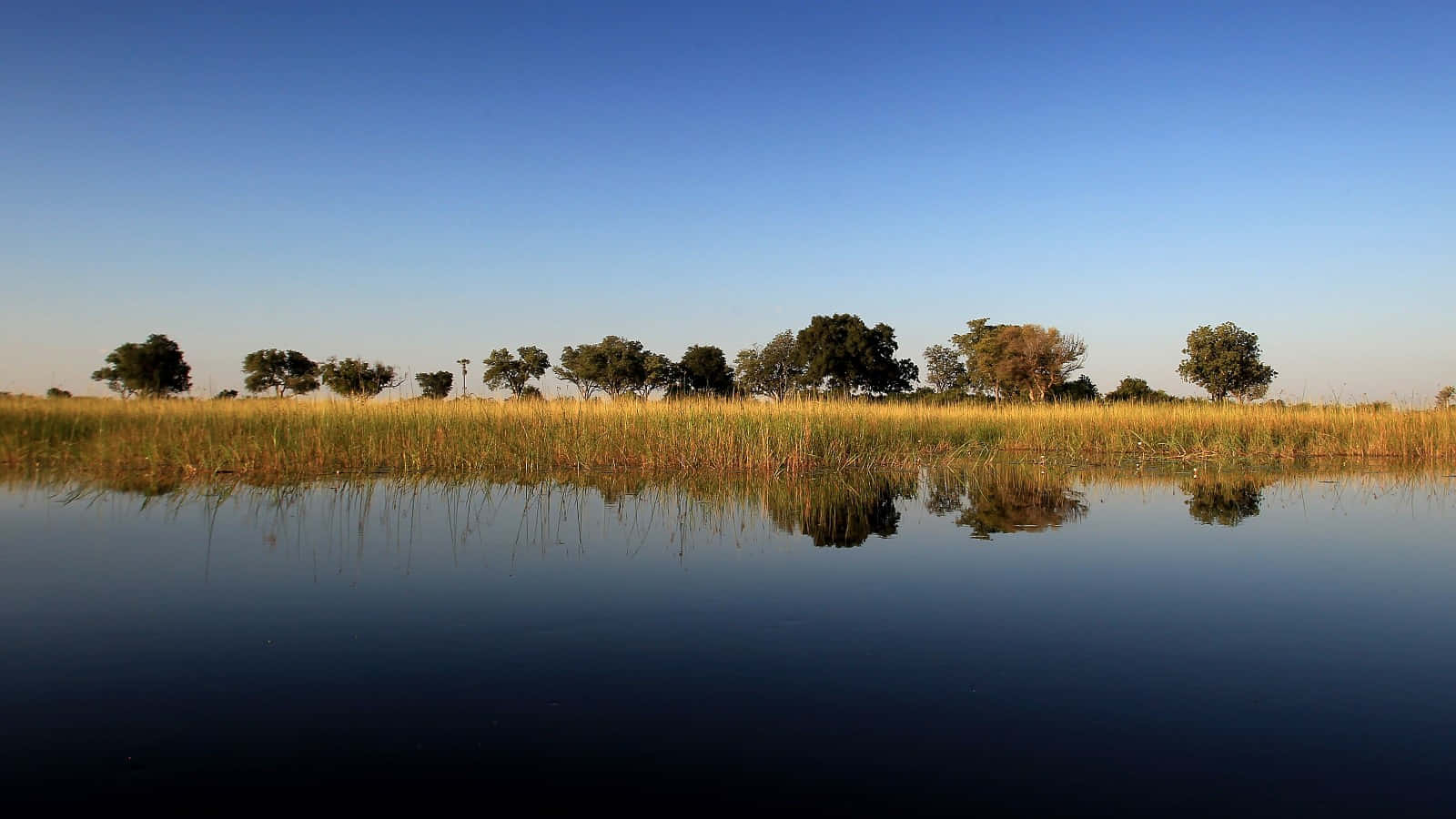 Våtmarksreflektionvid Okavango Delta. Wallpaper