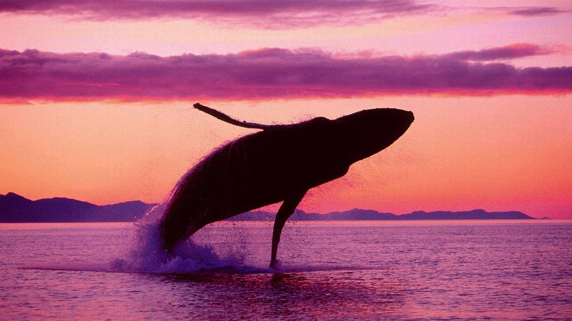 Violazione Delle Balene Durante Il Tramonto Sfondo