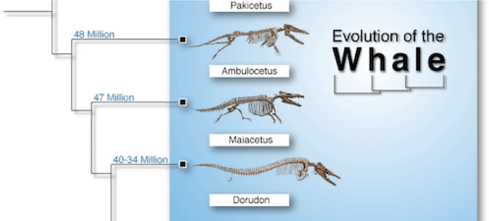 Whale Evolution Chart PNG