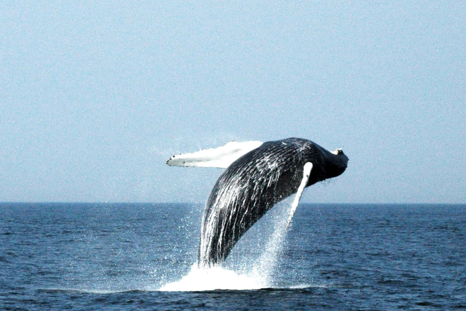 Ocean Humpback Whale Picture