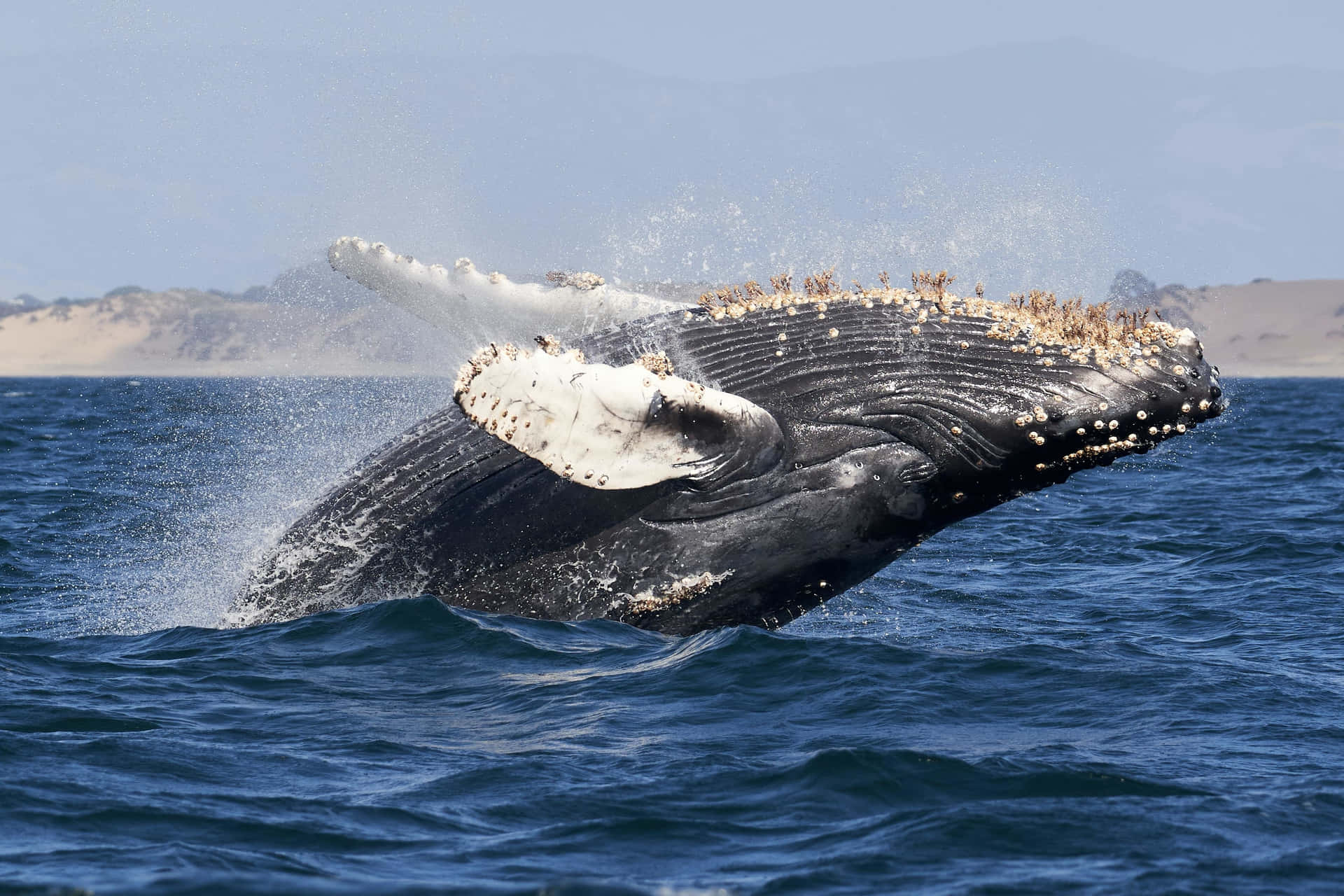 Baleen Whales Picture