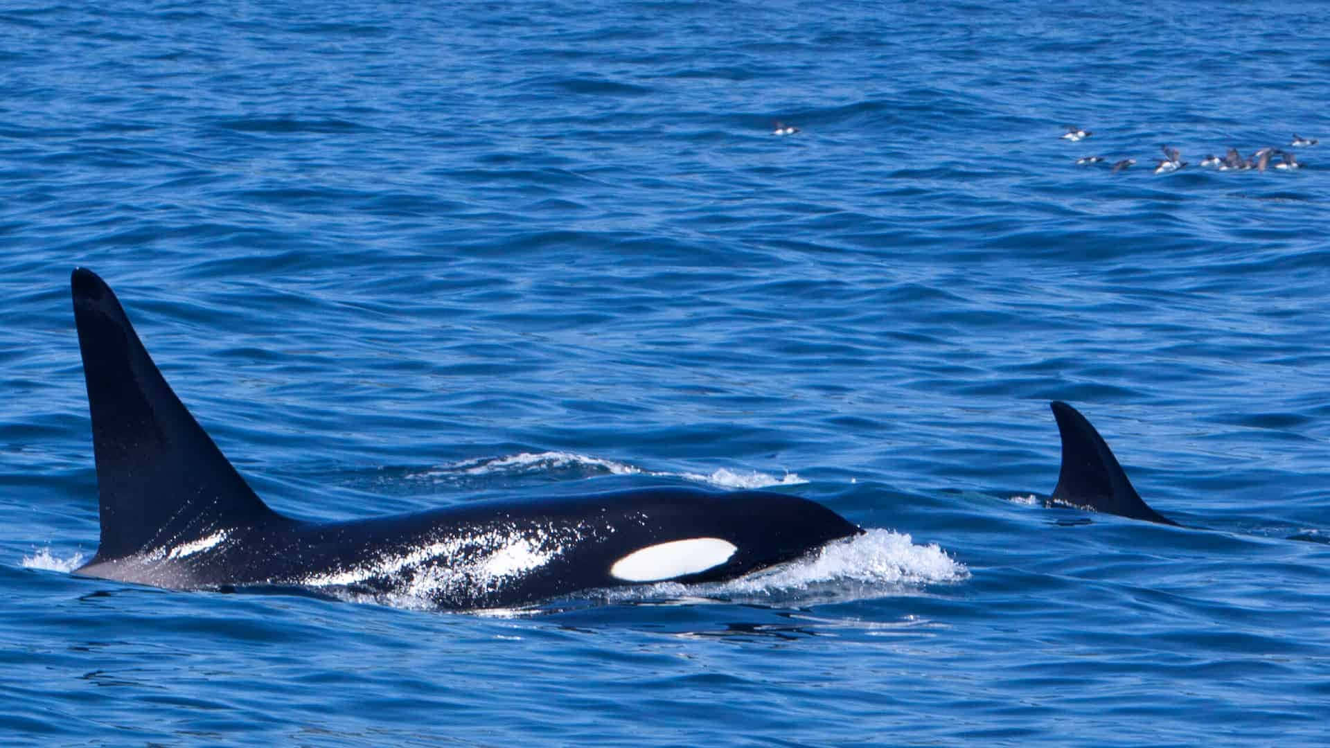 Imagende Una Orca Asesina En El Océano Azul