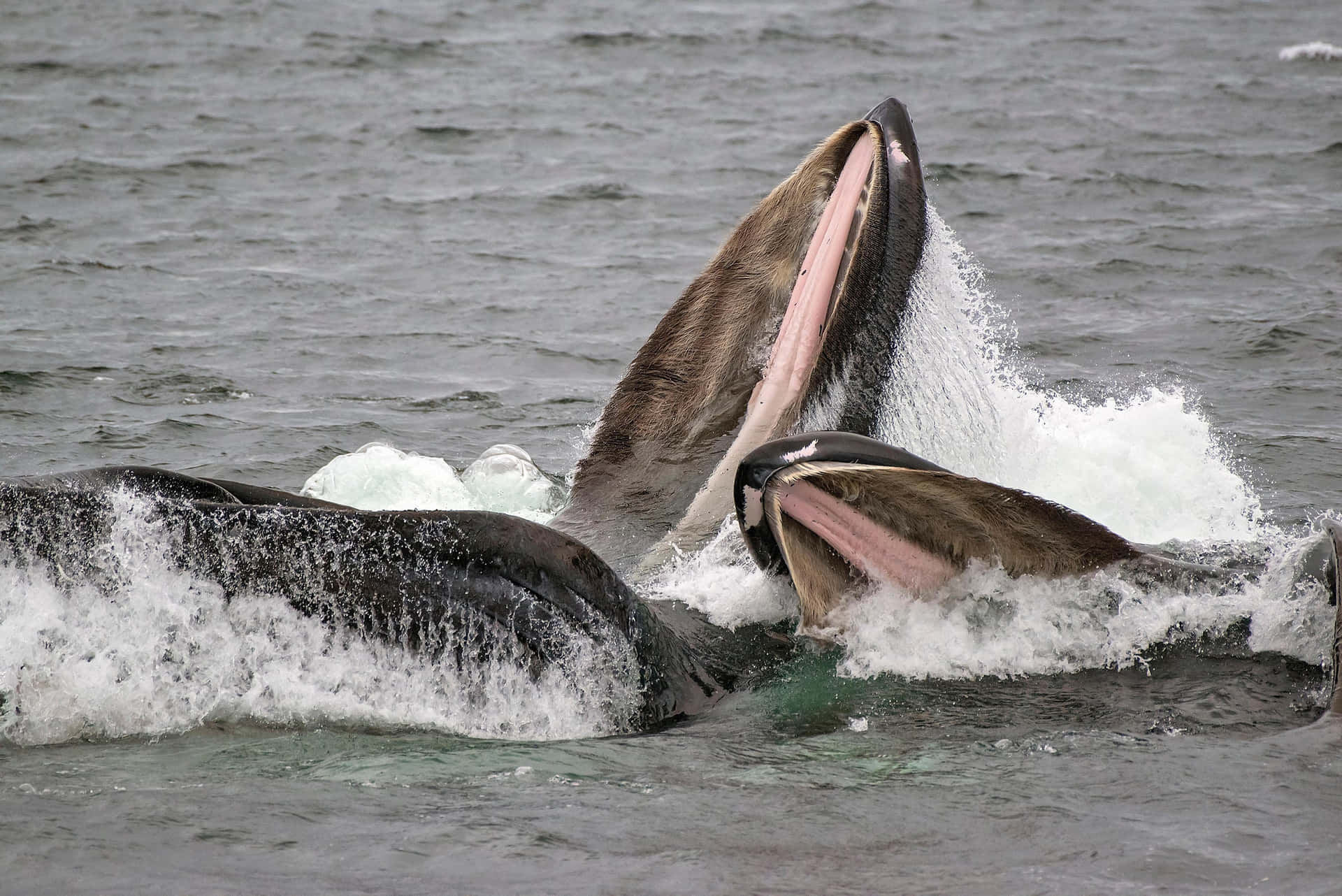 Immaginedi Una Balena Che Si Alimenta Con Le Bolle Di Rete