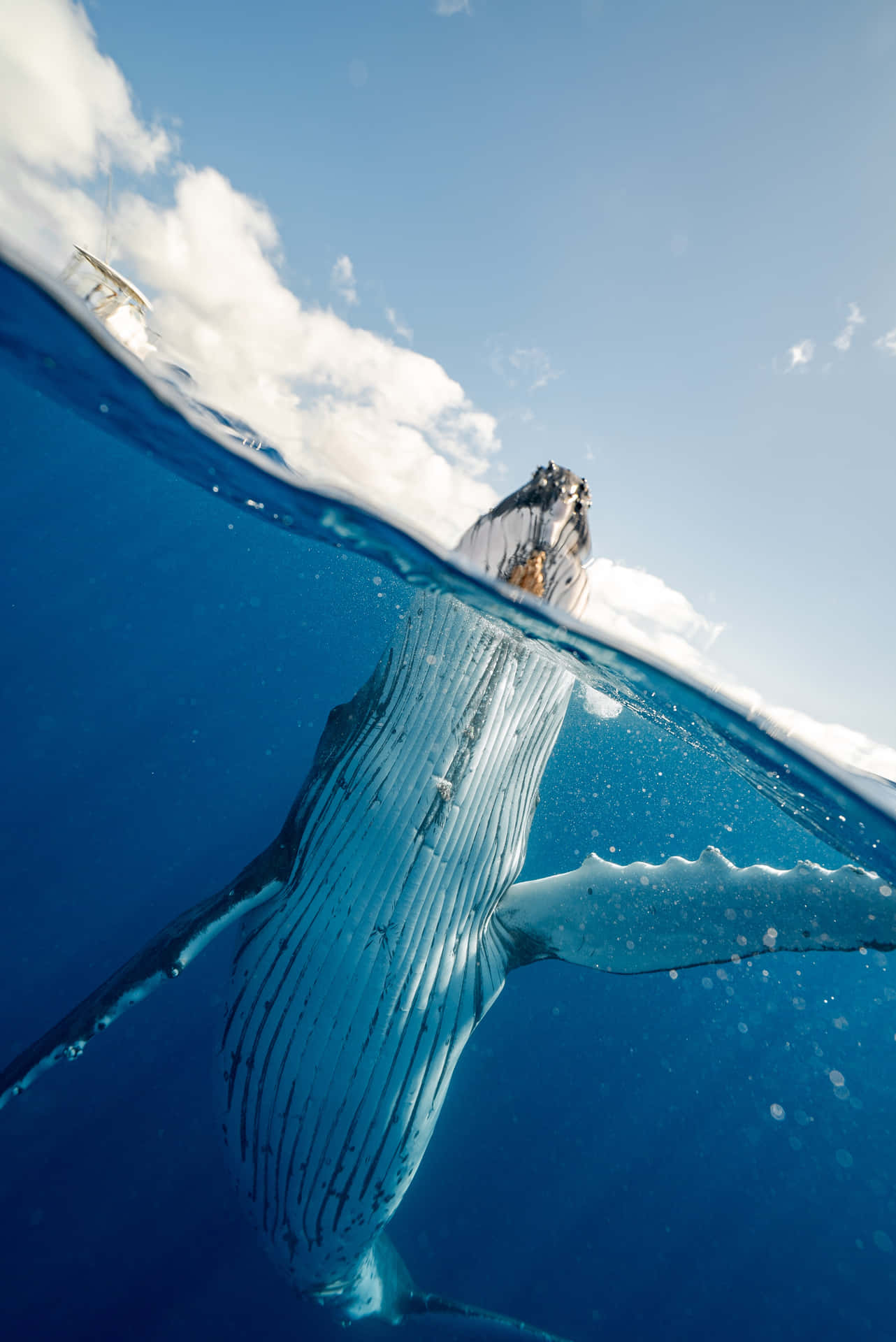 Ungruppo Di Balene Megattere Nuota Insieme Nel Mezzo Dell'oceano.