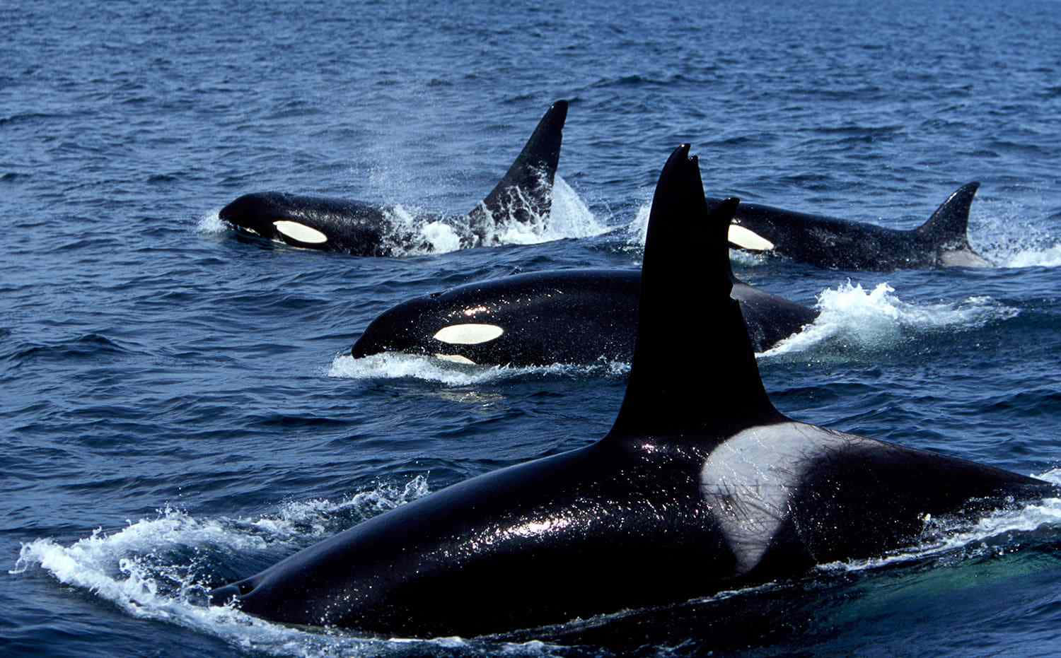 Imagende Orcas Asesinas En El Océano.