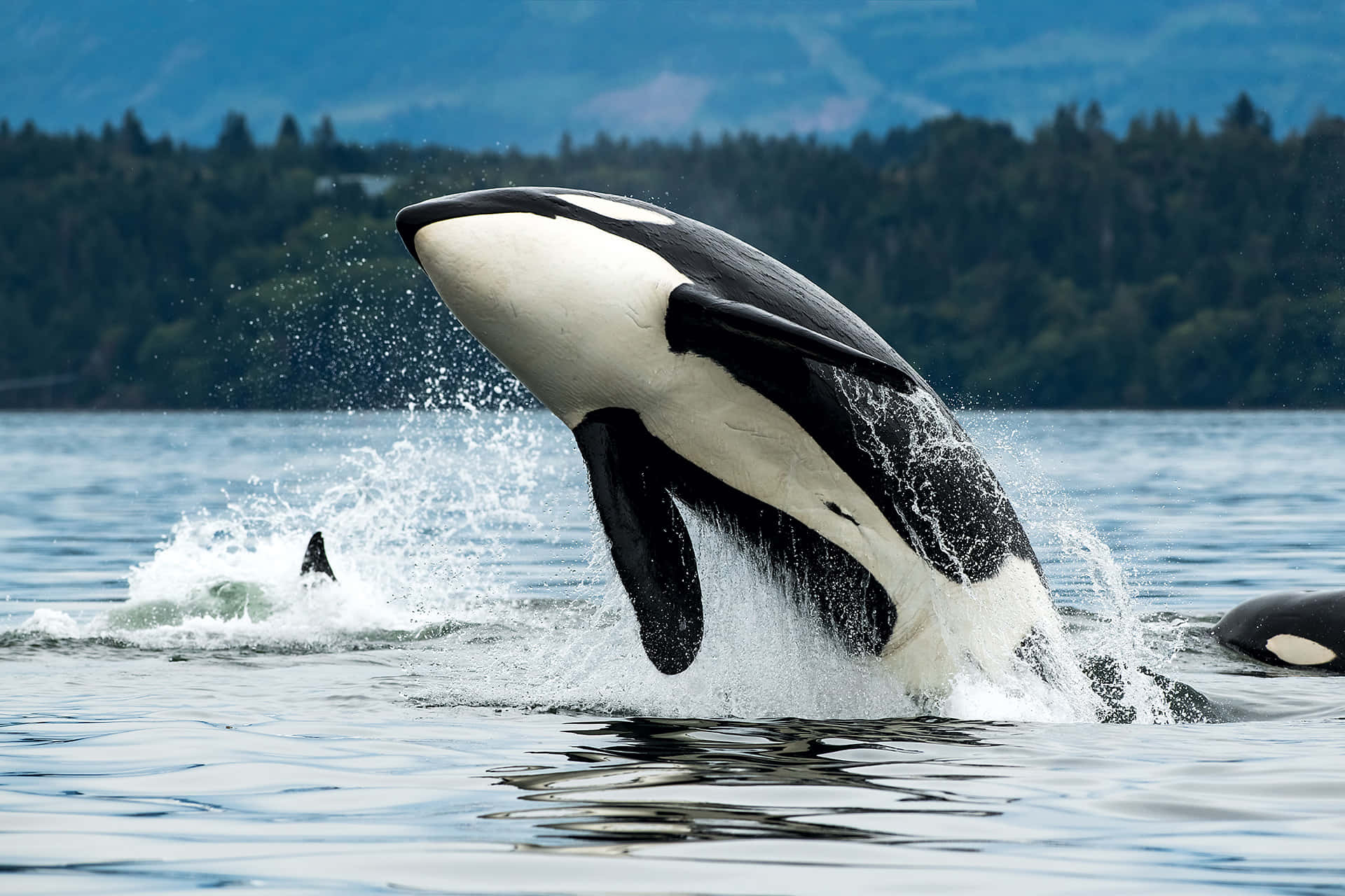 Imagende Grupo De Orcas Asesinas