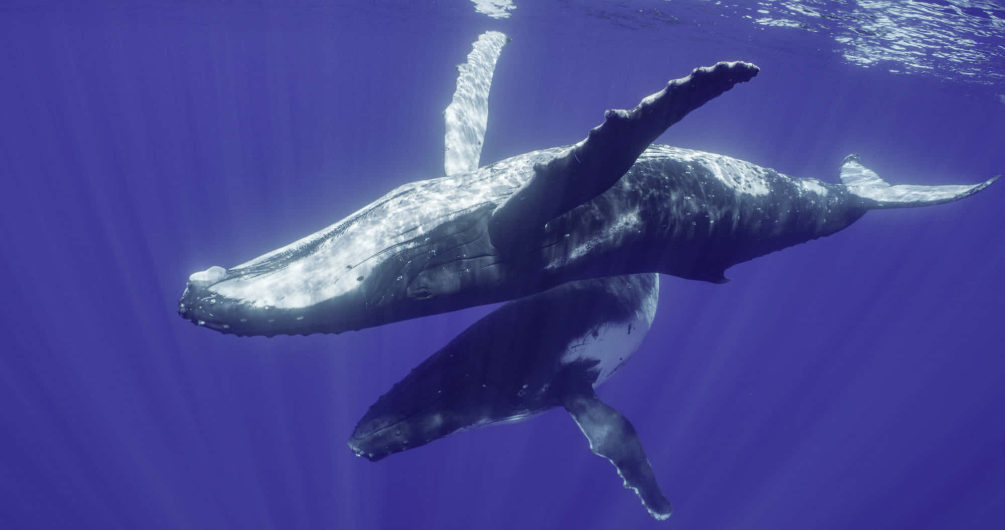 Immaginedi Due Balene Corcovate