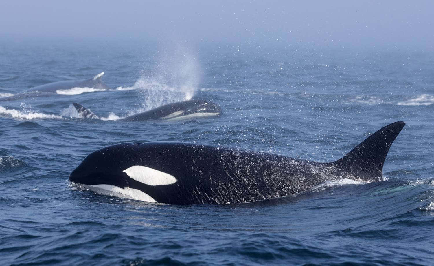 Imagende Orcas Asesinas Del Océano